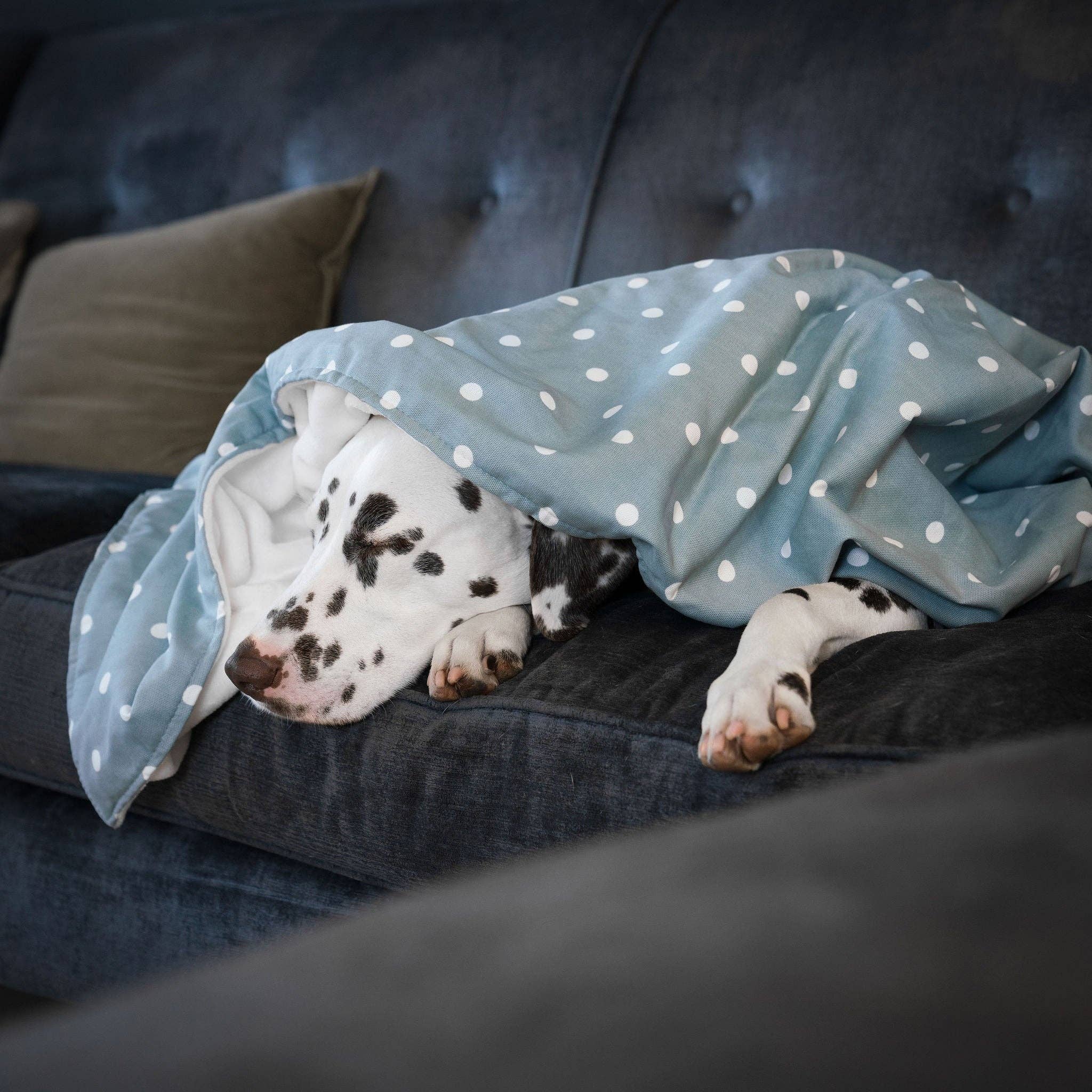 Lords and Labradors - Vente Couverture – chien - Couverture pour chien et chiot à pois et rayures3