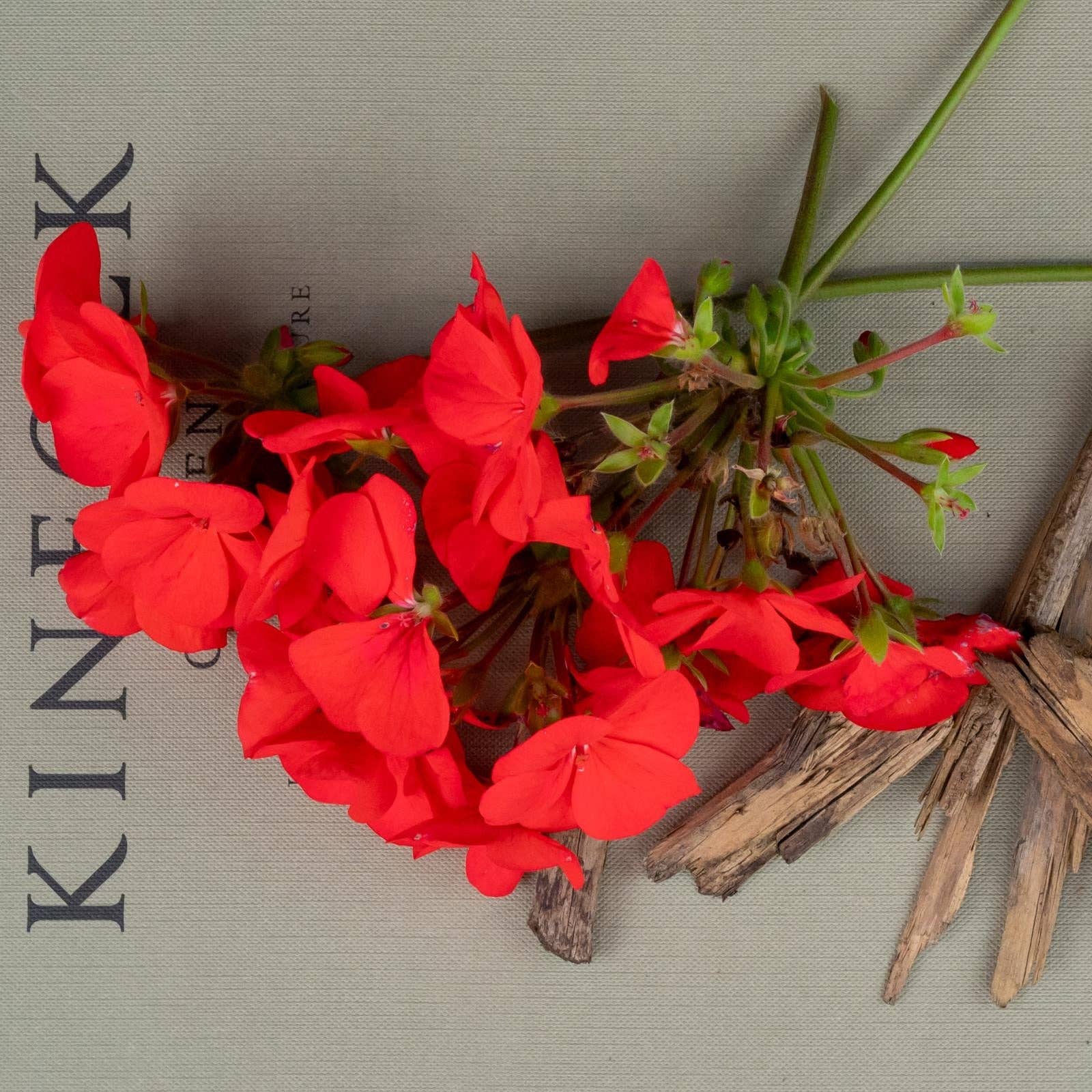 OLOR - Wholesale Reed Diffuser - Geranium + Oud Mini Reed Diffuser1