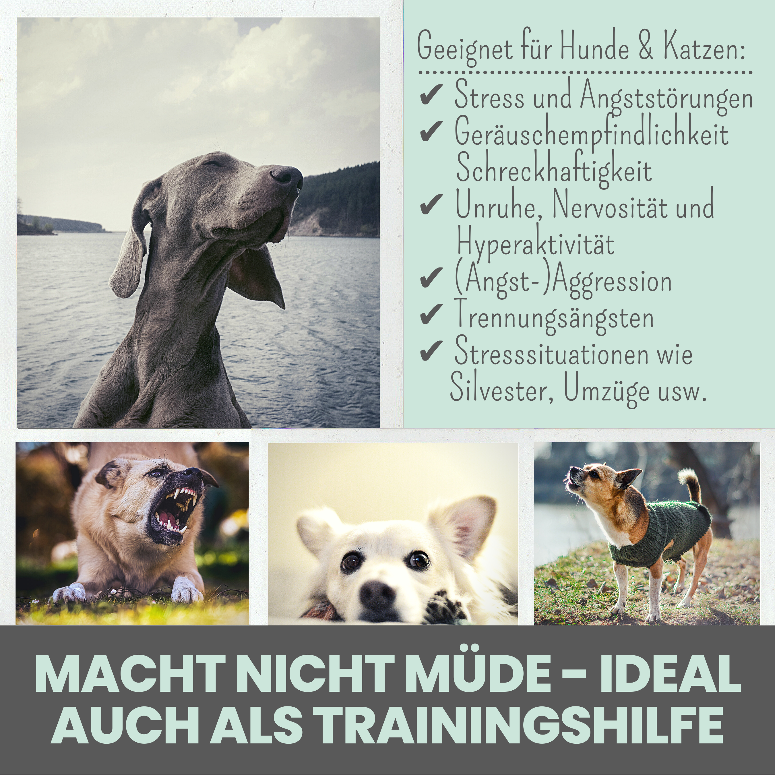 Noms+ – Großhandel Nahrungsergänzungsmittel für Haustiere – Katze/Hund – Wohlfühltabs für Hunde bei Stress, Angst & Unruhe4