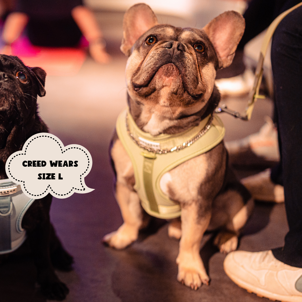 Cocopup London - Wholesale Pet Harness - Dog - NAKD Adjustable Neck Harness - Matcha10