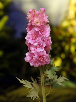 Kunstmatige felroze dubbele delphiniumzijden bloemsteel voor wholesale door Mezu Silk Flowers
