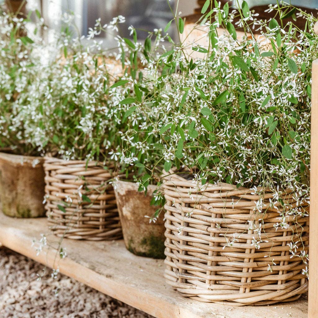 Basketly – Engroshandel Kurv – Rattan blomsterkurv med plastindsats8