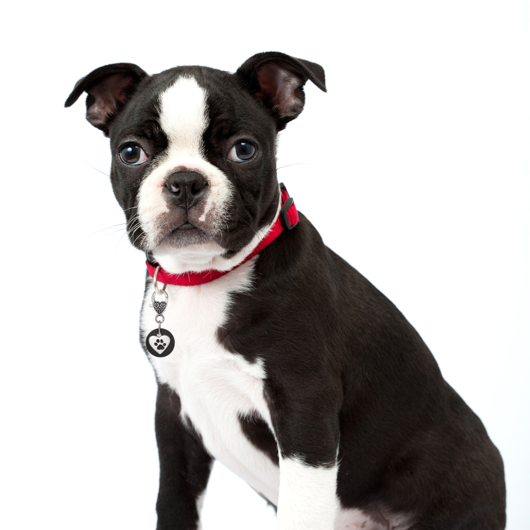 Karelia Creations - Wholesale Pet Collar Charm - Cat/Dog - Shungite Pet Collar Charm for Dogs and Cats (Small/Medium)2