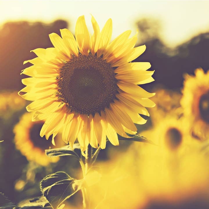 REMOVED BRAND - Wholesale Olive Oil - Organic High Oleic Sunflower Oil 500ml - Benvolio 19386