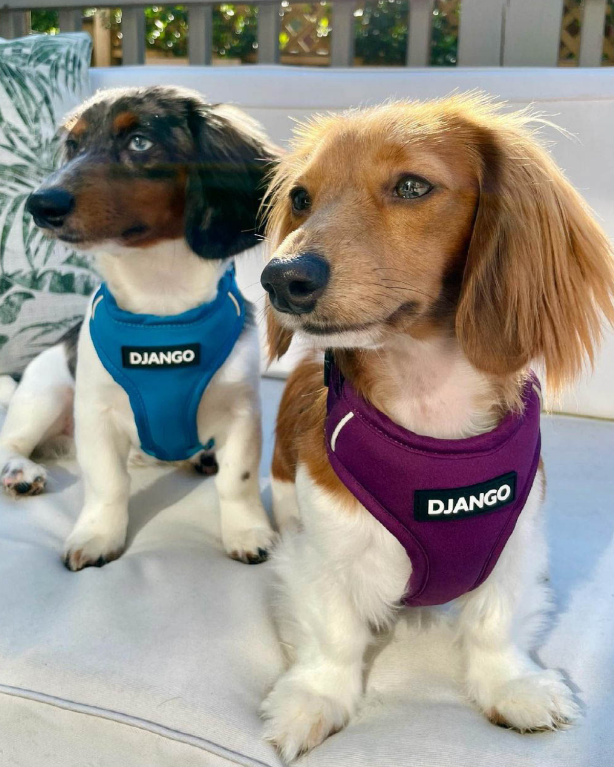 DJANGO - Wholesale Pet Harness - Dog - Adventure Dog Harness - Plum Purple2