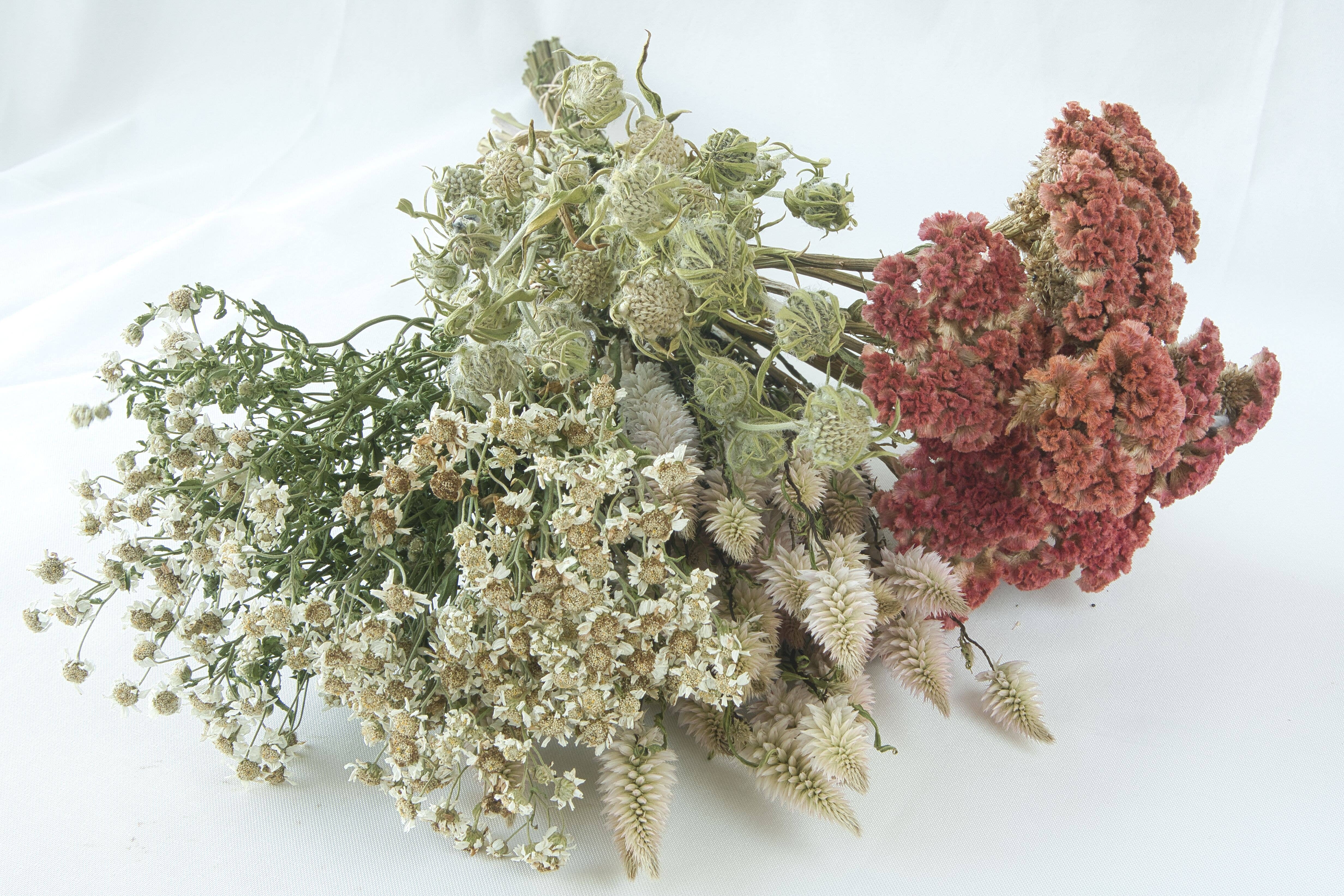 Fence Post Florals - Wholesale Dried/Pressed Flowers - Celosia-Crested -Jura Salmon1