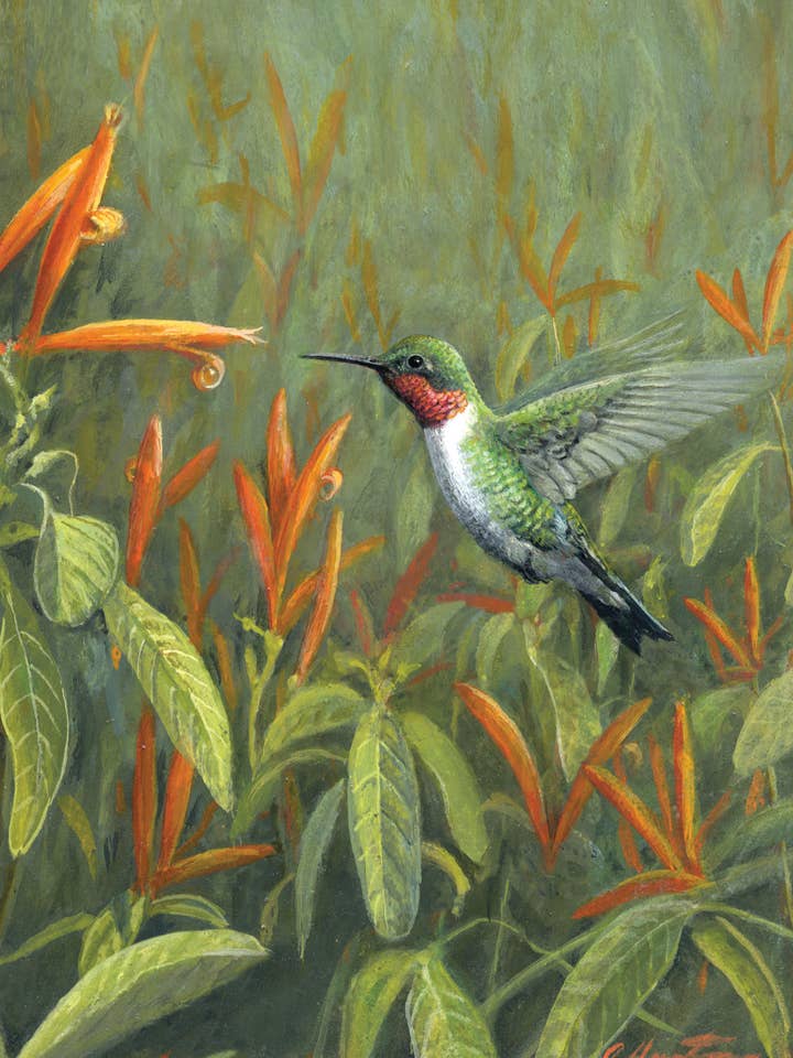 BD/Colibri pour la vente par Greeting Cards by Norcard