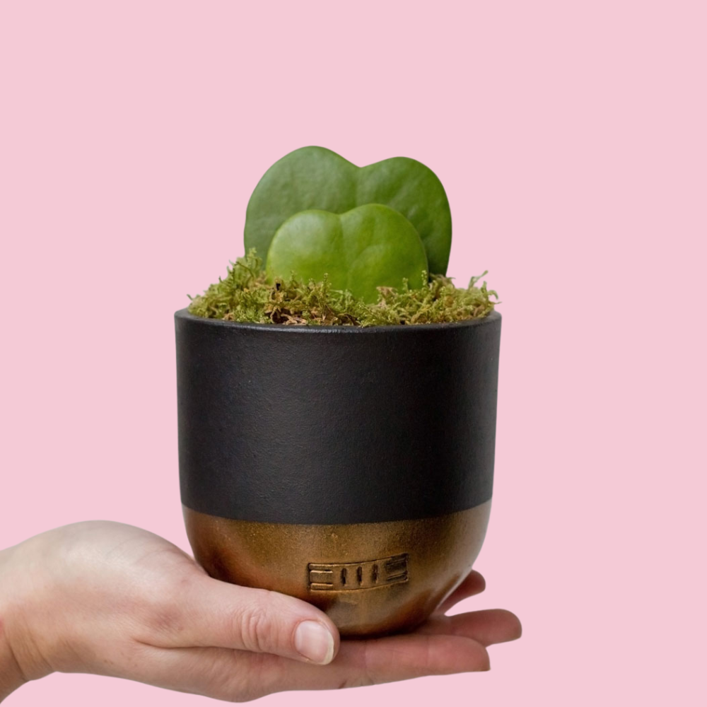 The Little Botanical – wholesale Succulent – Hoya Kerrii (Double Heart) 💚💚18