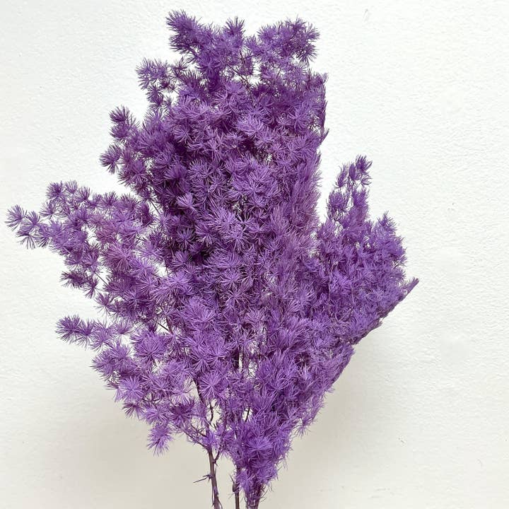 Preserved Asparagus Ming Fern - Purple for wholesale by BLOOMINGFUL.COM
