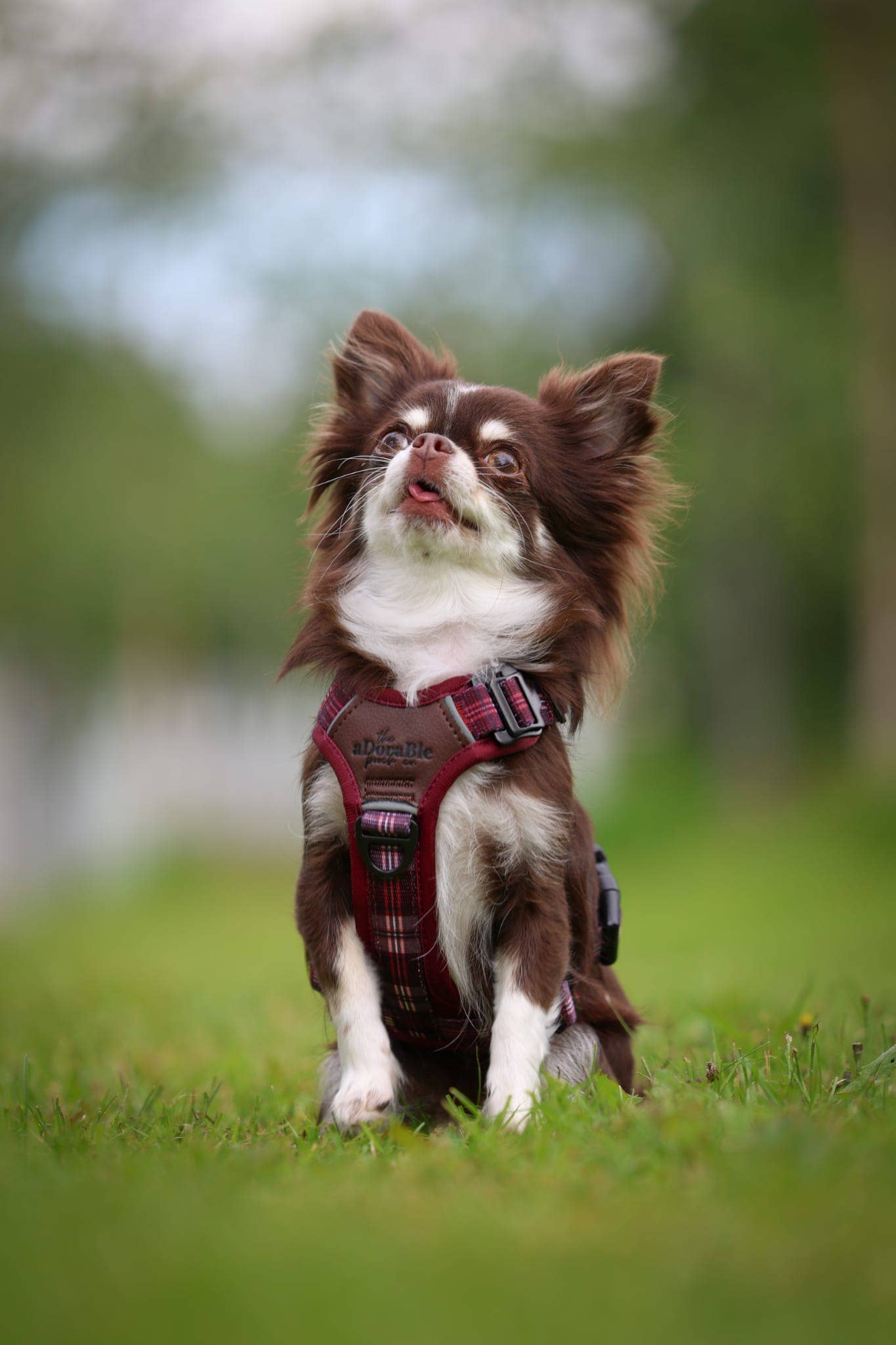 The aDoraBle Pooch Company - Wholesale Pet Harness - Dog - Streamline Pro™ Dog Harness - Heritage Collection - Merlot Manor20