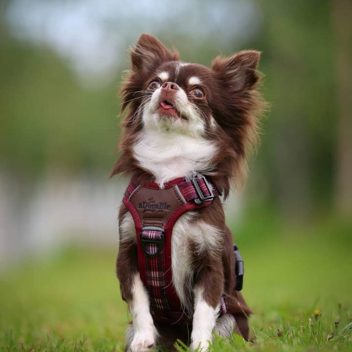 The aDoraBle Pooch Company - Wholesale Pet Harness - Dog - Streamline Pro™ Dog Harness - Heritage Collection - Merlot Manor20