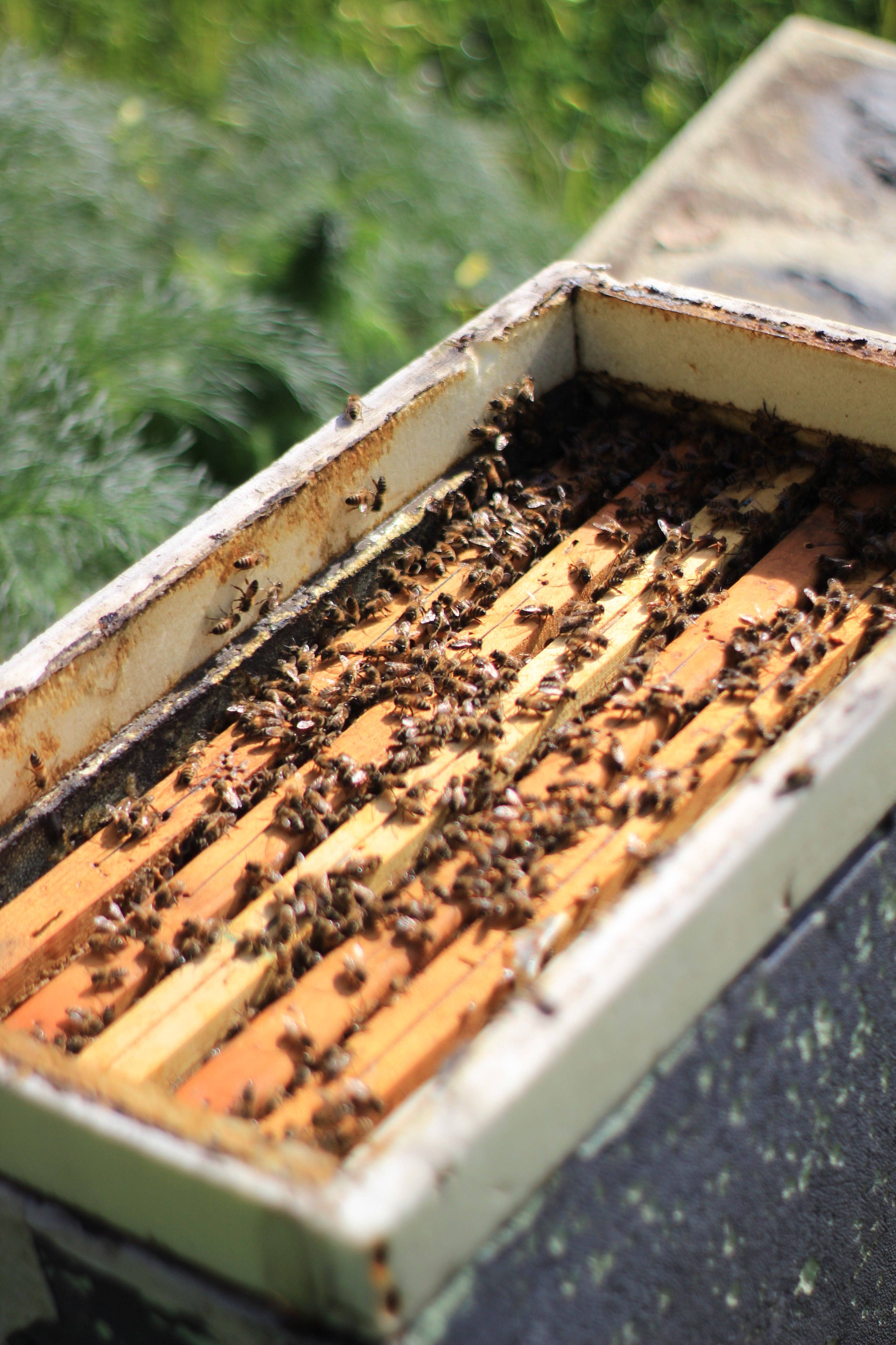 Boniviri BCorp - Wholesale Honey - Trio of Organic Sicilian Honey - Bestseller1