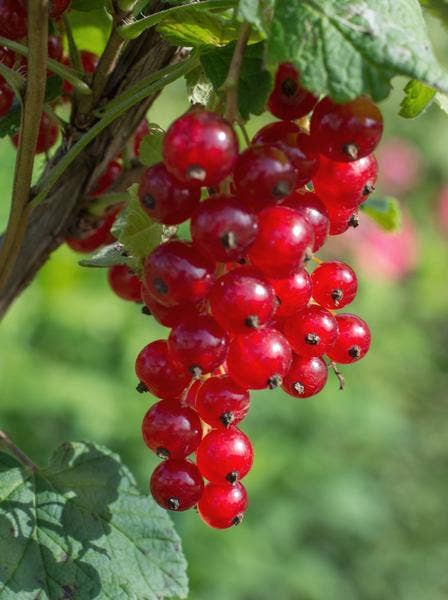 Oasis of Life - Wholesale Live Plant - Red currant – Ribes rubrum 'Jonkheer van Tets' – Ø13cm – approx. 45cm high – Early variety with high yield – Sour & fresh berries – Organically grown, hardy berry plant