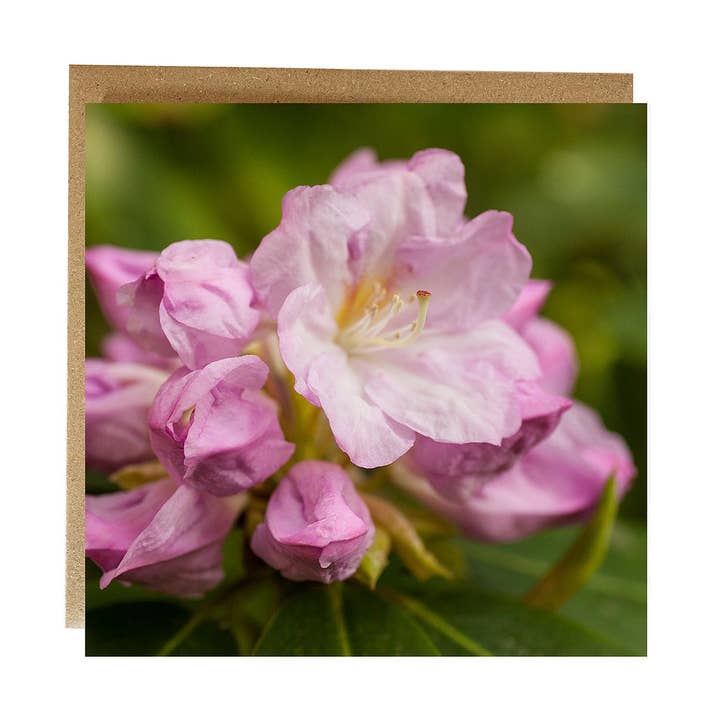 Pretty Pink Rhododendron Flower Greeting Card and other Purchase Wholesale rhododendron. Free Returns & Net 60 Terms on Faire trending on Faire.