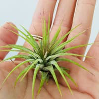 Mahalo Market - Venta al por mayor Plantas naturales - Conjunto de plantas aéreas - Paquete de 10 plantas sueltas al por mayor1