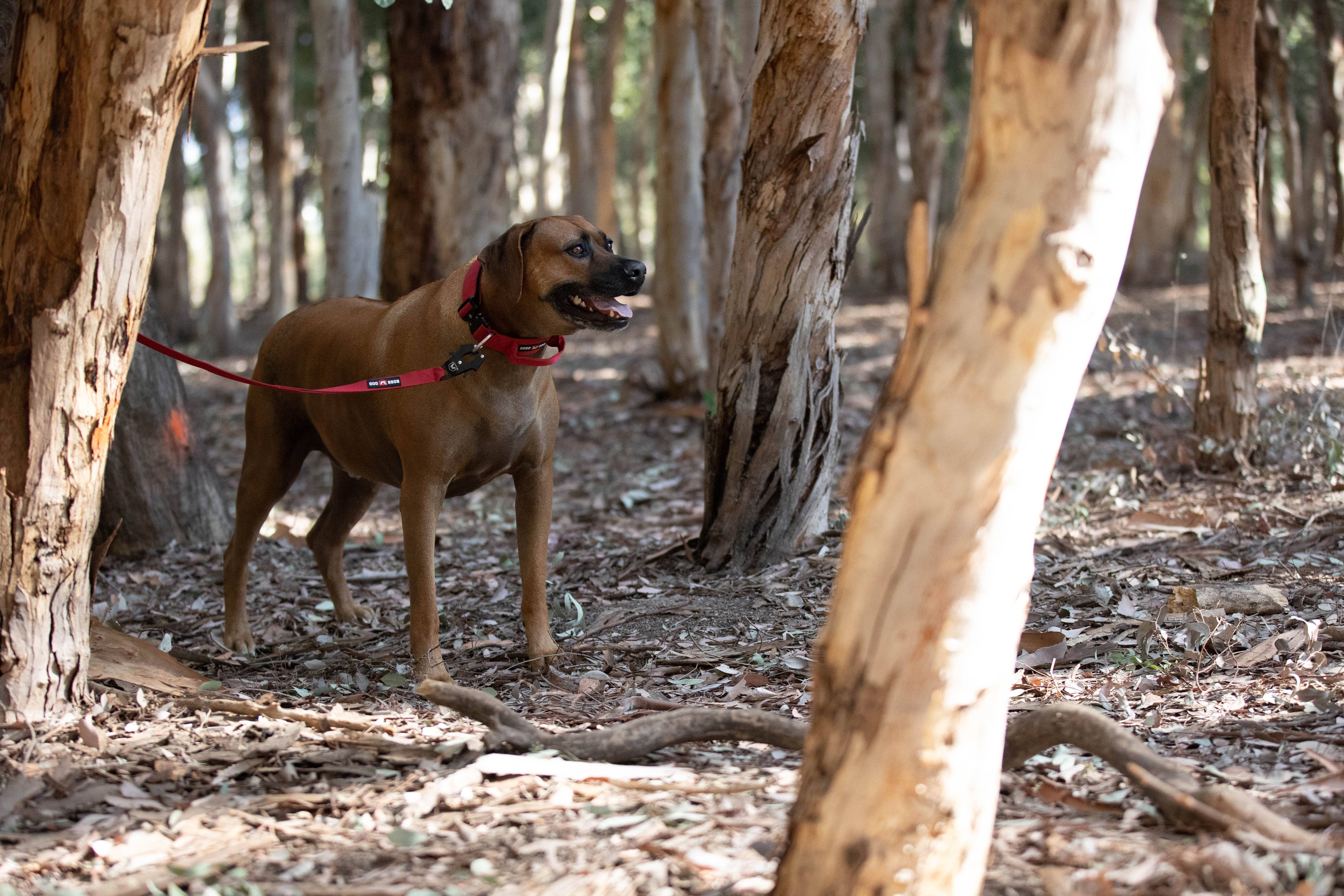 BOSS DOG BRAND, INC. - Wholesale Pet Leash - Dog - Boss Dog 4FT Unbreakable Leash4