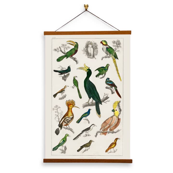 Samling av olika fåglar av Oliver Goldsmith - Giclée-tryck på duk med magnetisk hängare för wholesale av Vintage Banners