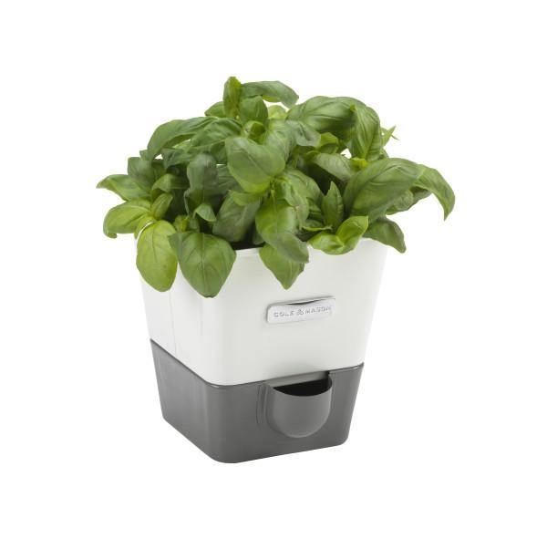 DKHB [Zyliss, Cole & Mason, Swissmar, AdHoc, Ken Hom] - Wholesale Plant Pot - Cole & Mason Self-Watering Potted Herb Keeper3