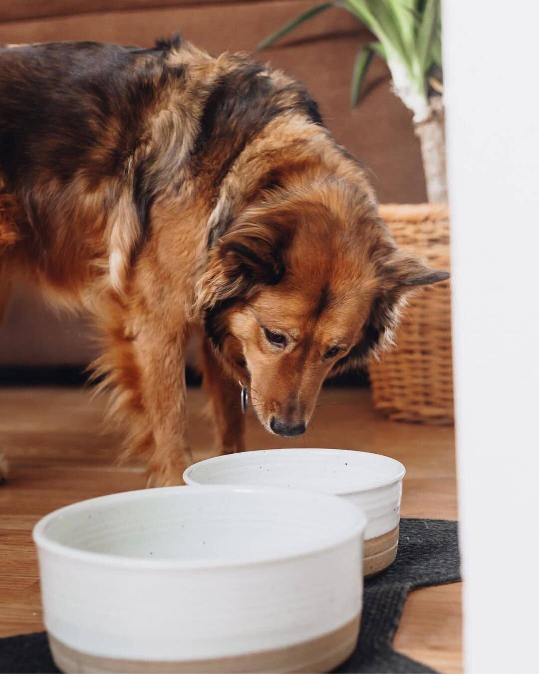 Sage Valley Pottery - Wholesale Pet Bowl - Cat/Dog - Dog Bowls6