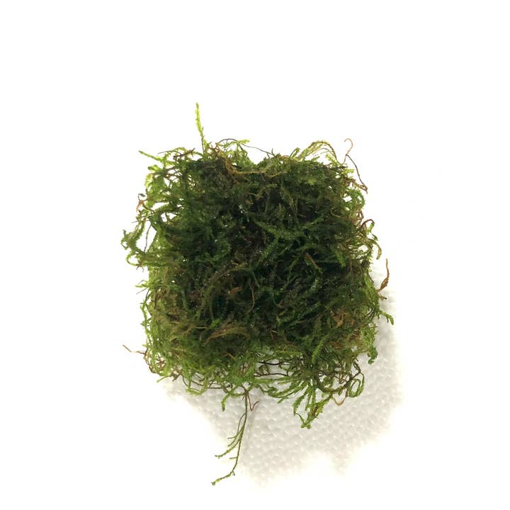 Wetplants - Wholesale Artificial Plant - Flame Moss