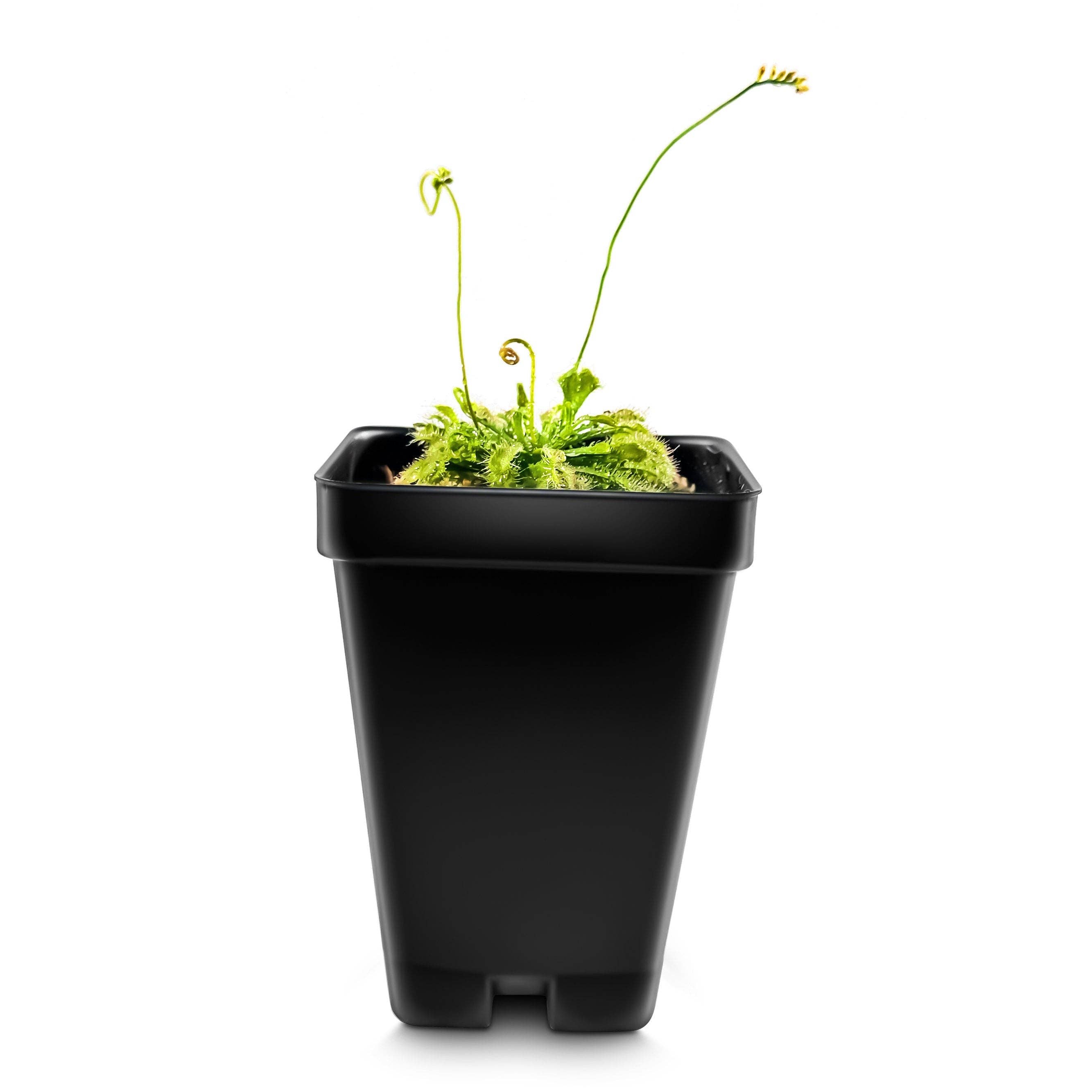 bloomify - Wholesale Live Plant - Large Size Spoon-leaved Sundew Plant. 2” Diameter, Drosera Spatulata, Carnivorous Plant2