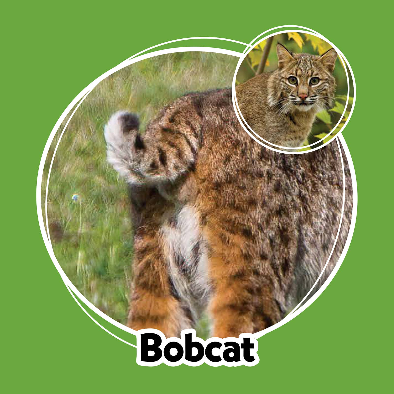 AdventureKEEN - Wholesale Brain Game - Kids - Whose Butt? Memory Game13