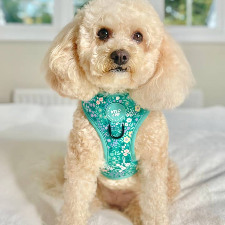 WYLD CUB - Wholesale Pet Harness - Dog - Adjustable Dog Harness: Notting Hill Mint15