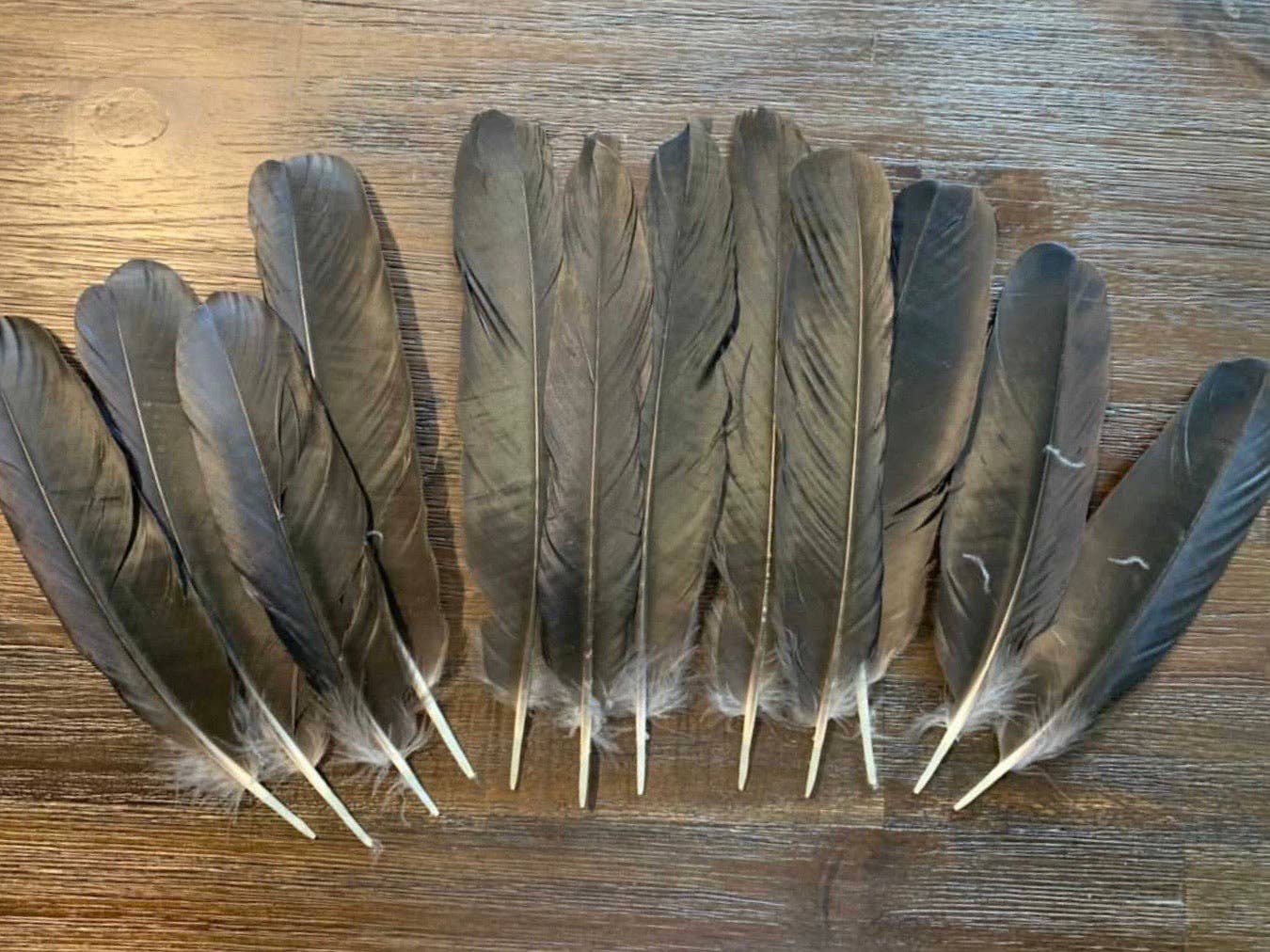 Plumes Naturelles - Wholesale Feathers - Natural crow feathers2