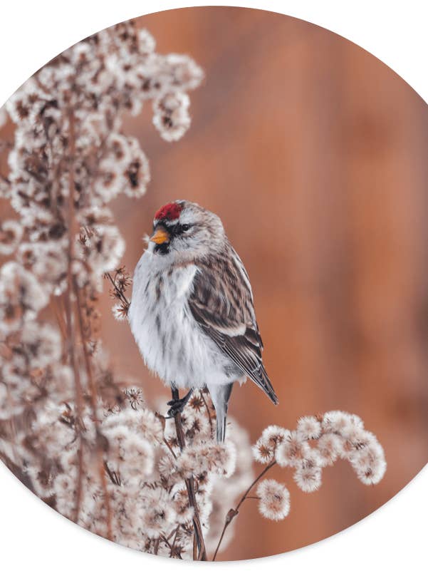 Birdy Murcirkel pour la vente par Label2X B.V.