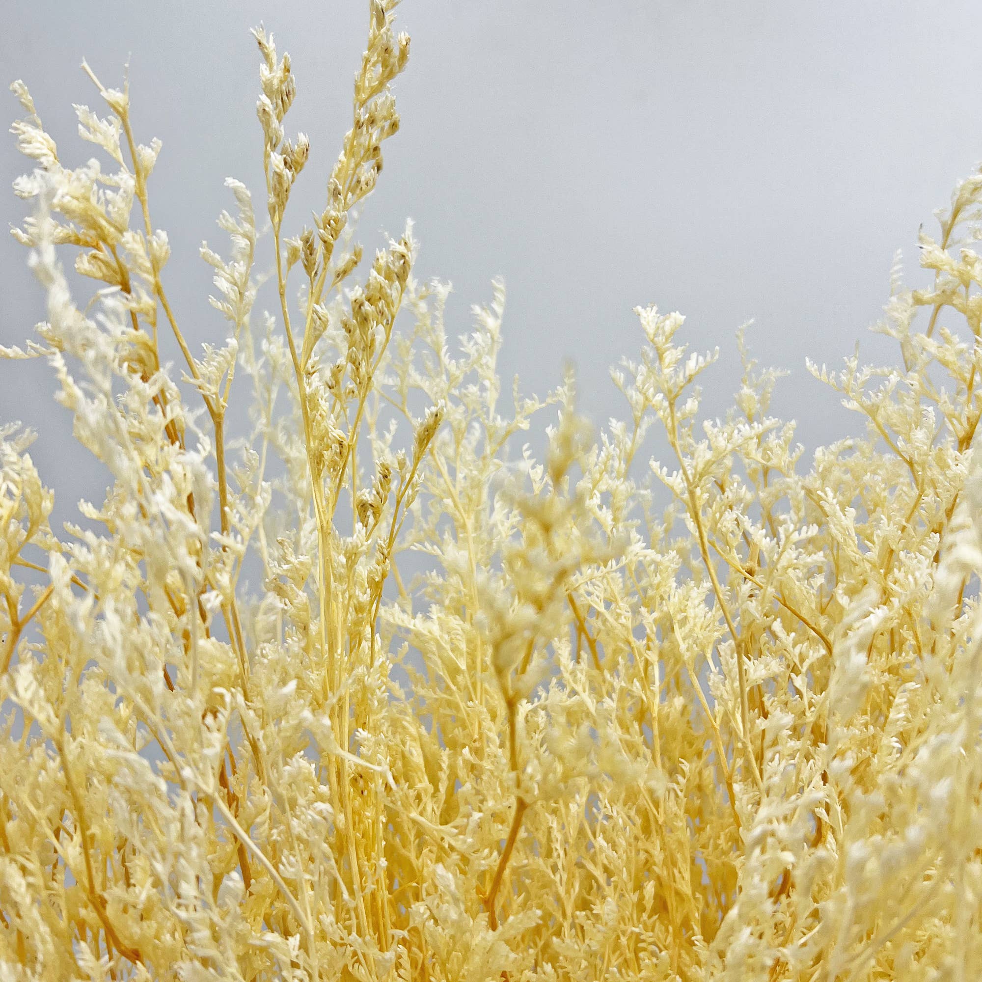 2626 Designs - Wholesale Dried/Pressed Flowers - Dried Preserved Valentin Grass Bouquet 21" Multiple Colors9