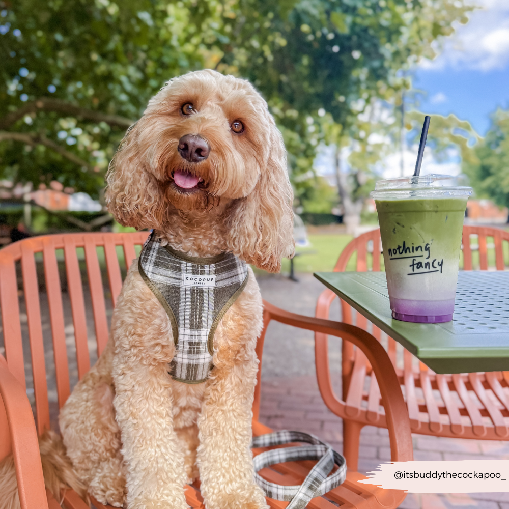 Cocopup London – wholesale Pet harness – Dog – Olive Check Adjustable Neck HARNESS17