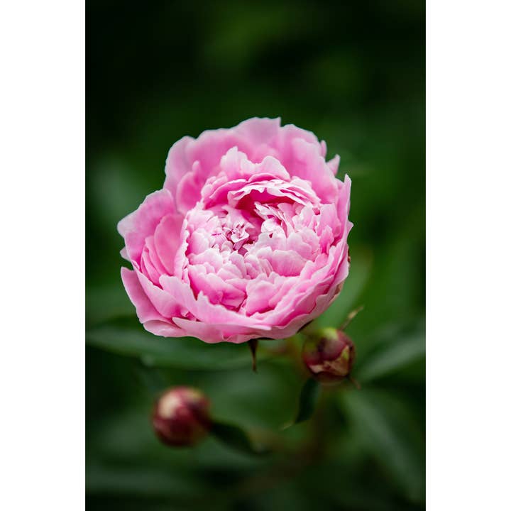 Fotoprint „Peony” • Bloemen, Lente, Tuin voor wholesale door Andrea Morris Art