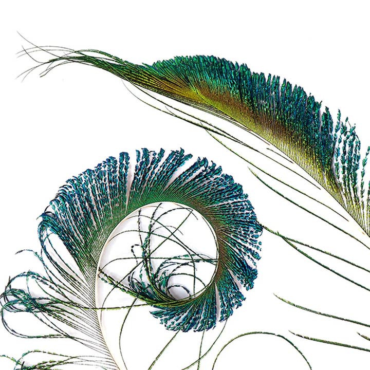 Zucker Feather Products - Wholesale Feathers - Peacock Feather Swords - Natural