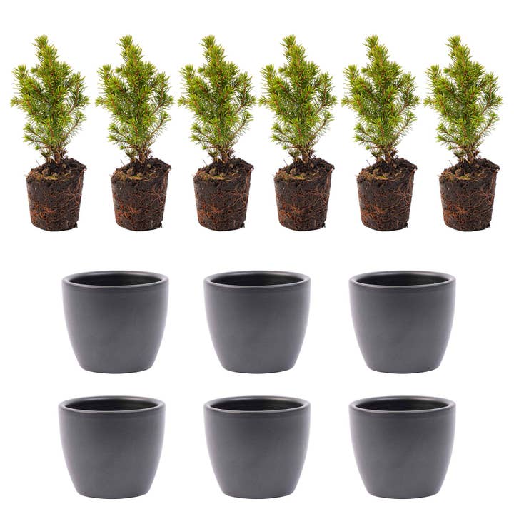 Set mini alberi di Natale 6 - include vaso Boule Antracite per la vendita all'ingrosso da parte di Trendhero.nl/b2b