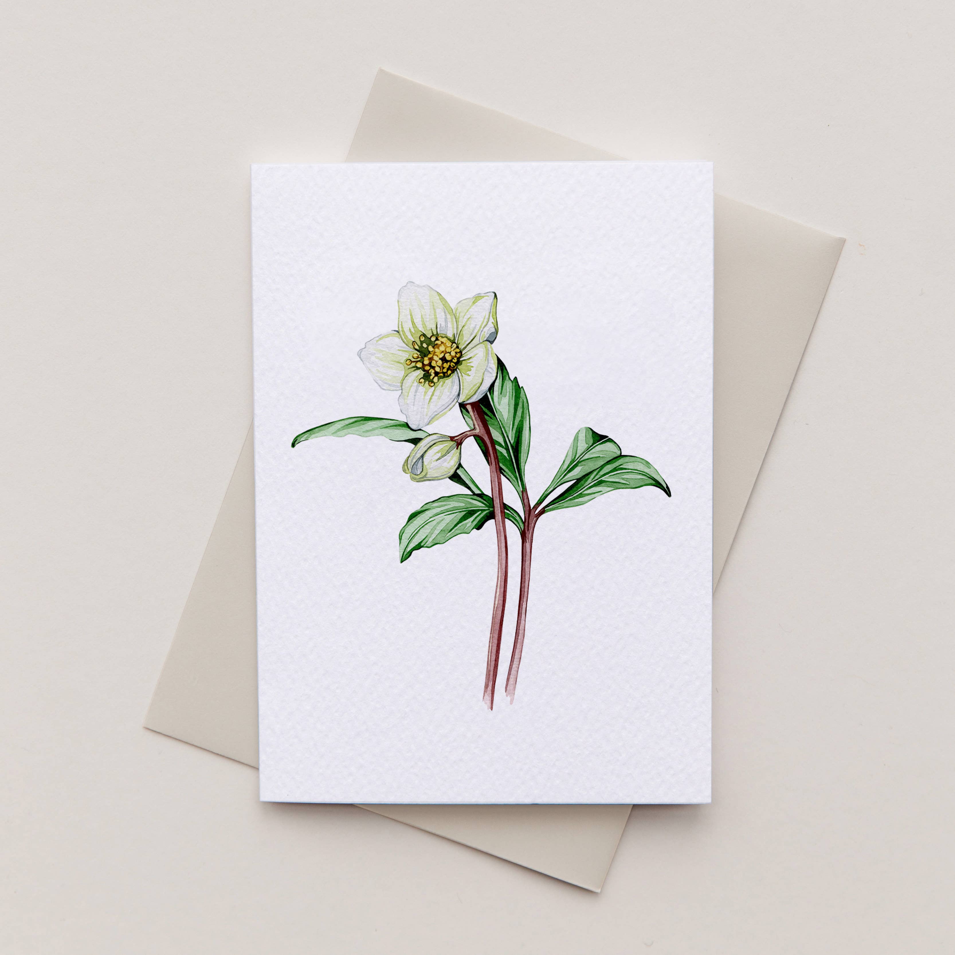 Sophie Brabbins - Wholesale Everyday Greeting Card - Mini Hellebore Watercolour Sustainable Greetings Card2