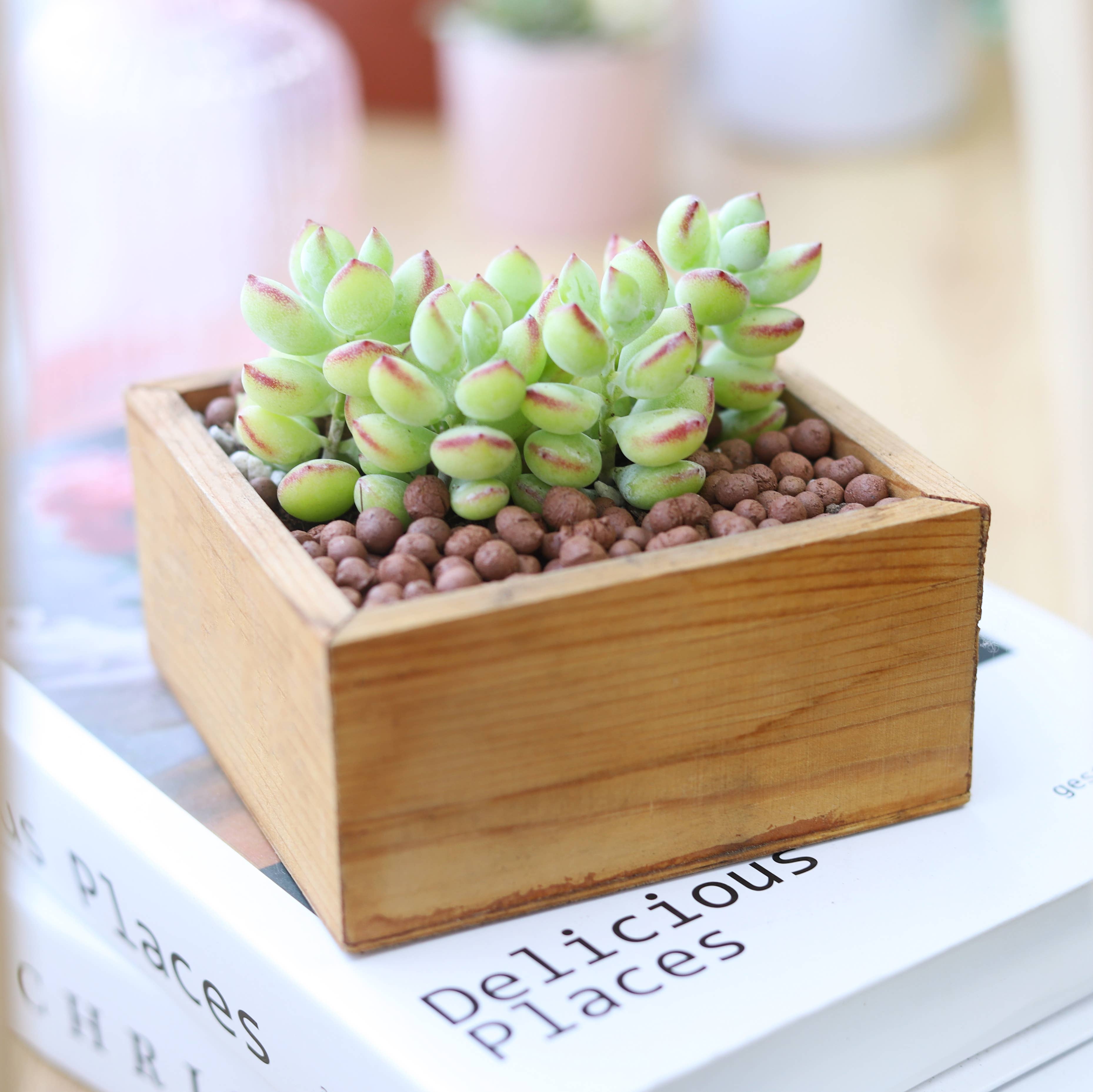 Best Plant Friend - Wholesale Succulent - Cotyledon Pendens - Cliff Cotyledon Succulents 4" Pot3