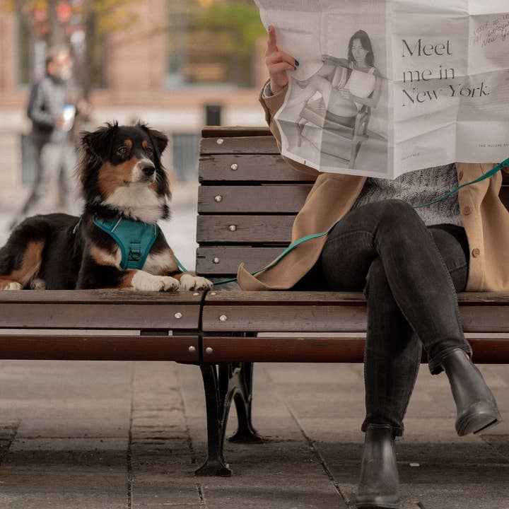 Peachy Dogs - Wholesale Pet Harness - Dog - Mojito Classic 2.0 Harness11