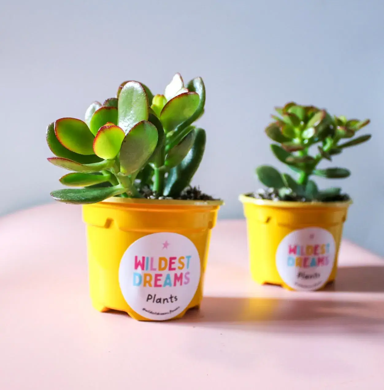 Wildestdreams.flowers – Engroshandel Ægte plante – Pengetræ, Levende Jadeplante, Lykkebringende Jadeplante1