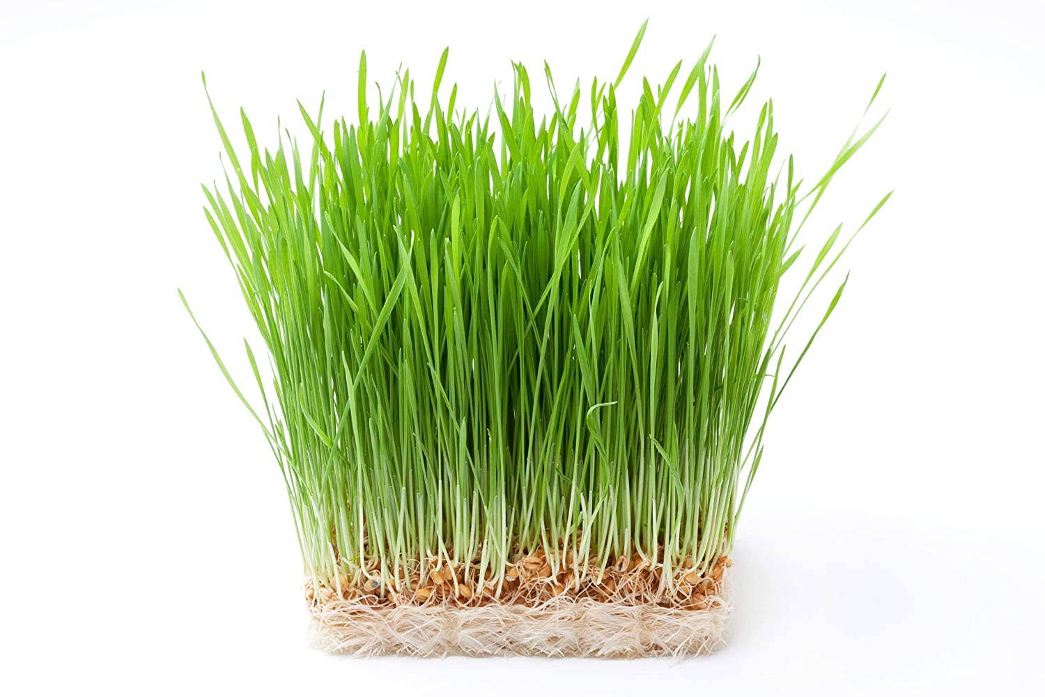 Food To Live - Wholesale Plant Seeds - Wheat Berries — Sprouting for Wheatgrass, Kosher, Raw, Vegan5