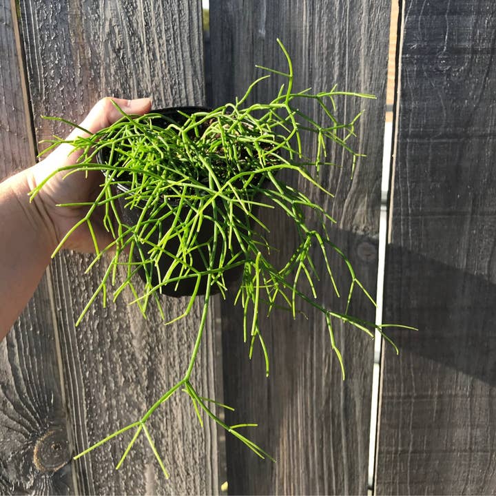 Hoya Retusa 4in for wholesale by Leaf & Eye