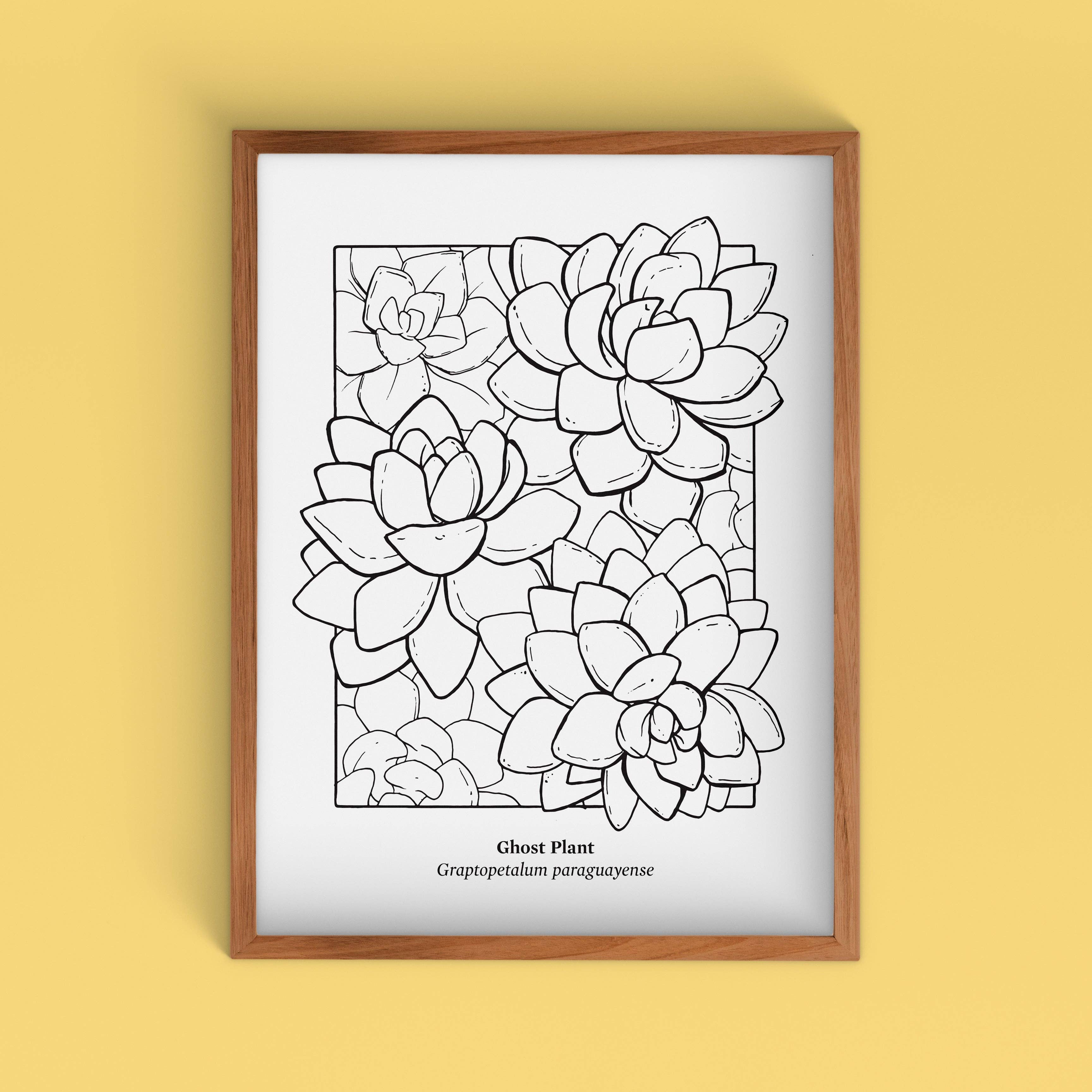 Cacti Oasis© - Wholesale Art Print - Black & White Succulent Screen Print, 22" x 30"2