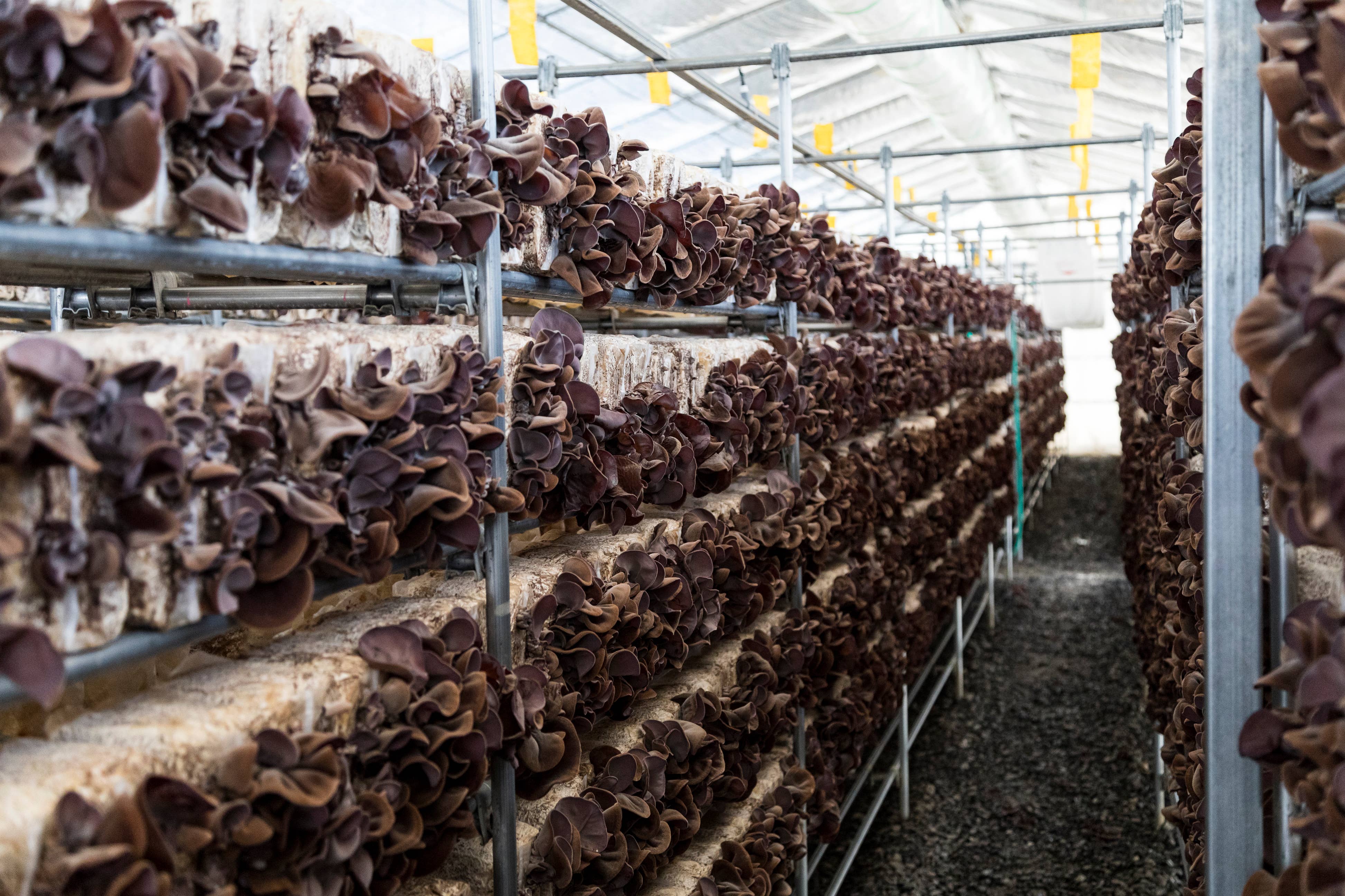 Japan Artisans - Wholesale Dried/dehydrated vegetables - Kasugai-Dried Wood Ear Mushrooms 14g – Organic - Japan5