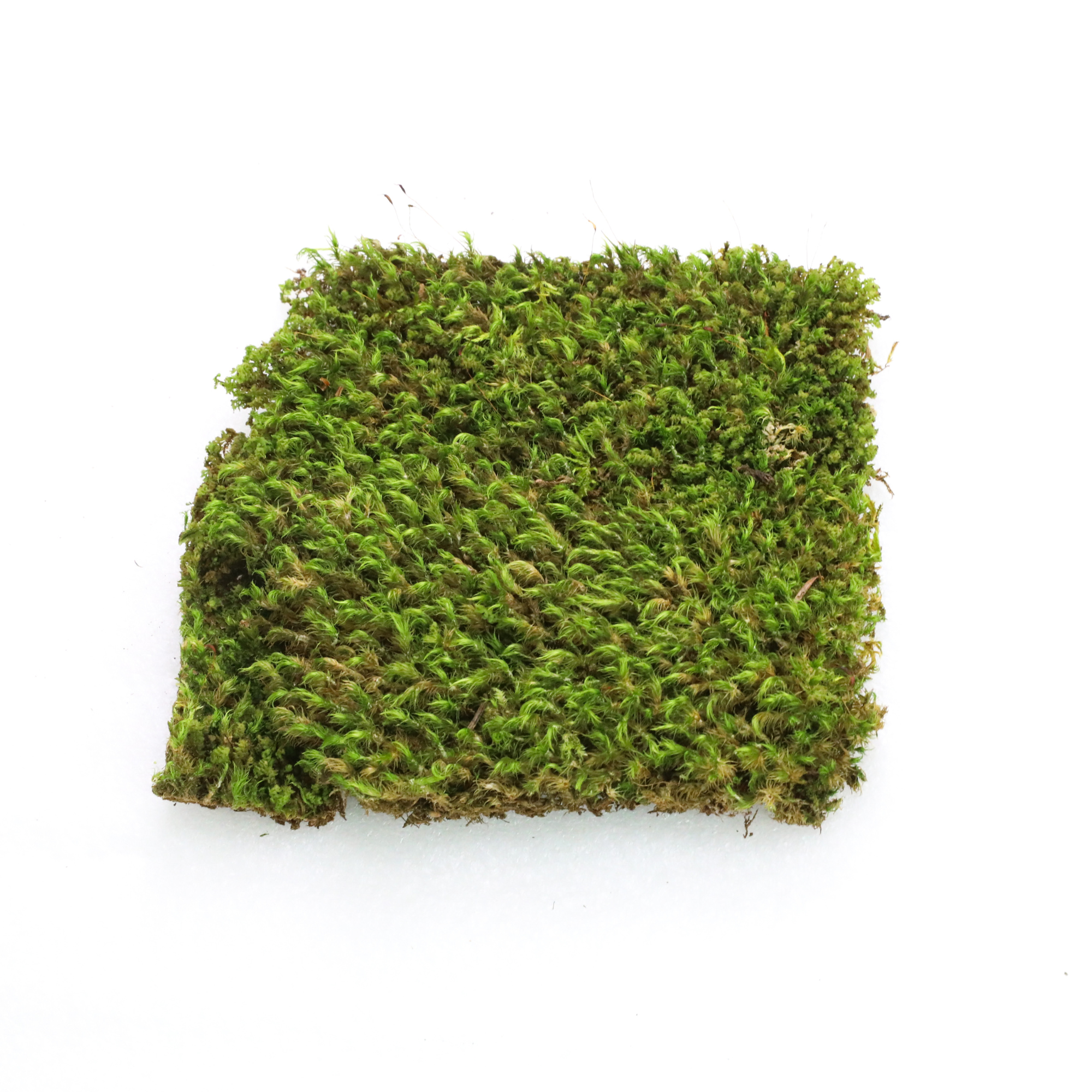 Mossify - Wholesale Live plant - Live Mood Moss – Dormant 6x6" Squares, Hand-Harvested12