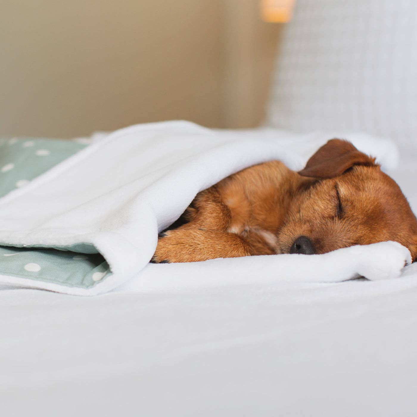 Lords and Labradors - Vente Couverture – chien - Couverture pour chien et chiot à pois et rayures5