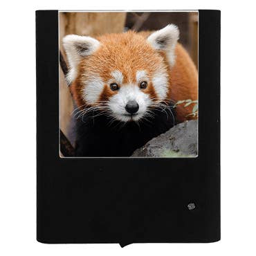 Red Panda for wholesale by Nightlight Studio