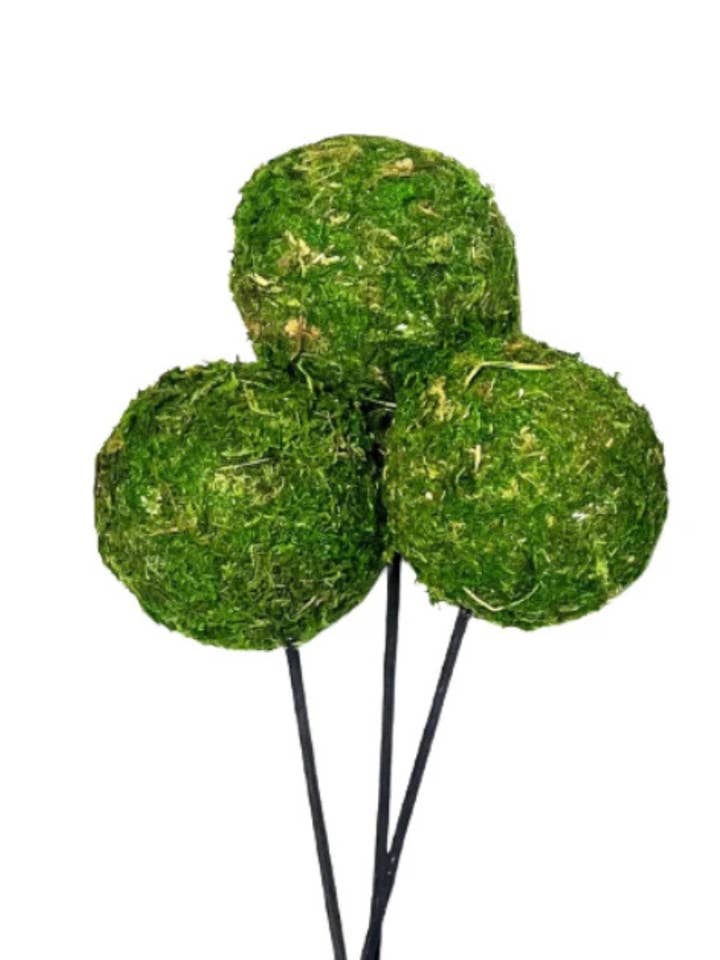 Moss Ball on Stem for wholesale by Botanico Ltd.