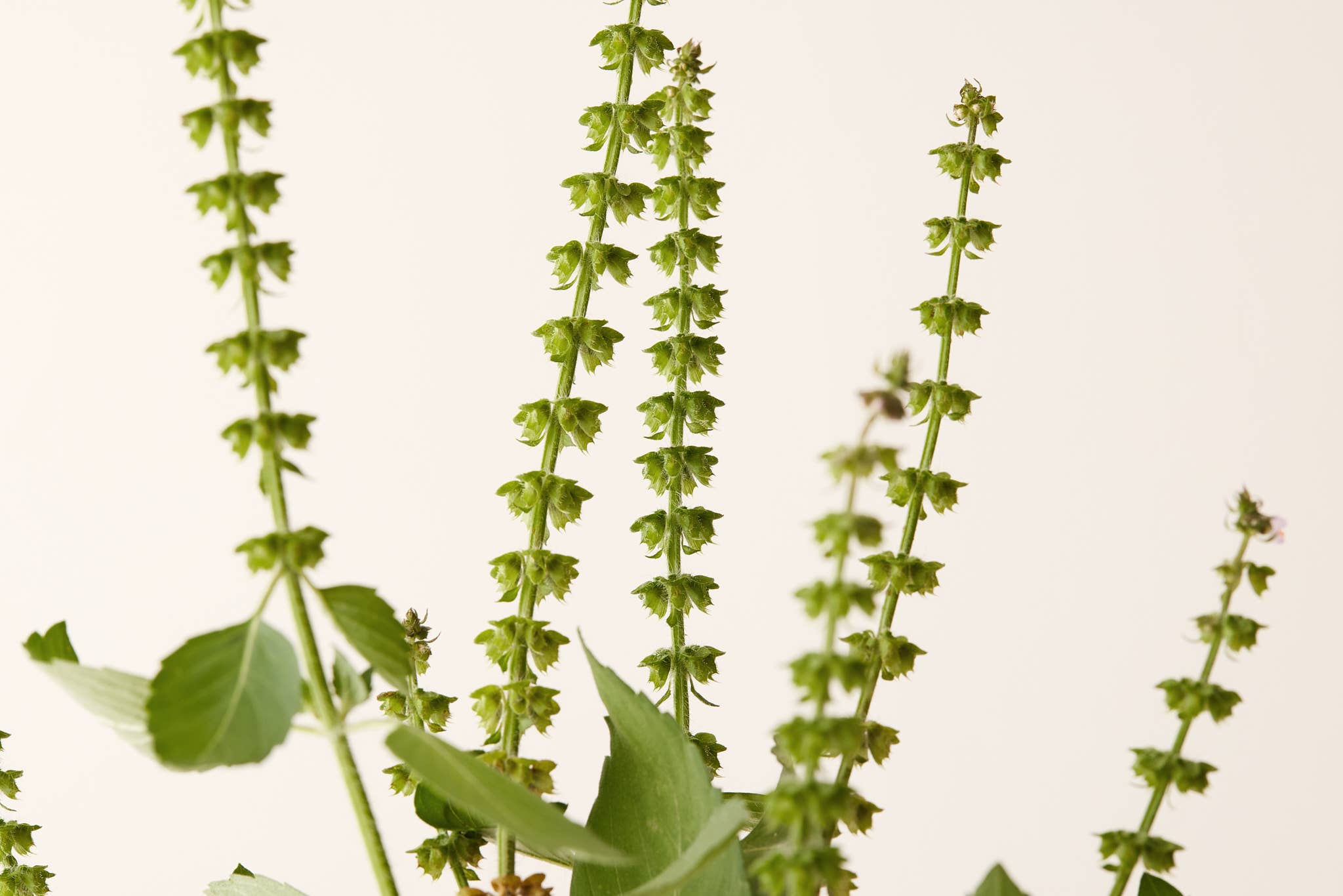 Under Luna – Engroshandel Hårbalsam – WHS - TULSI BLOOM BALSAM 9,5 OZ3