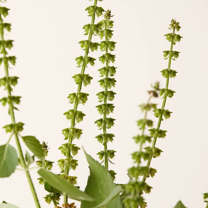 Under Luna – Engroshandel Hårbalsam – WHS - TULSI BLOOM BALSAM 9,5 OZ3