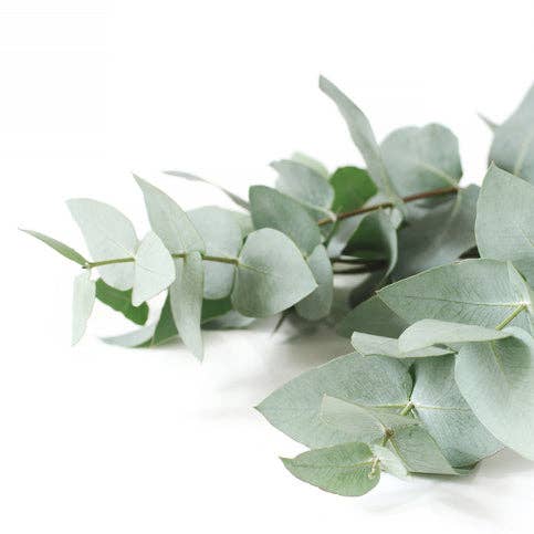 Eucalyptus Radiata for wholesale by Healing Hollow