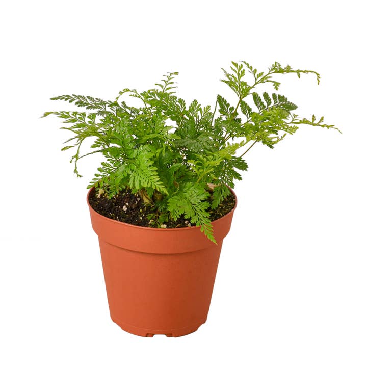 FERN RABBIT FOOT 4-inch for wholesale by House Plant Wholesale